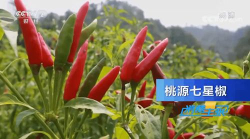 完整视频来啦 常德这些辣味美食亮相央视 消费主张